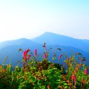 지리산큰나무 이미지