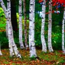 자작나무 이미지