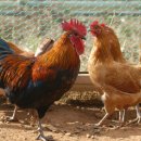 내장농장 이미지