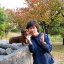 애견전람회 이미지