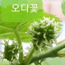 군위수퍼