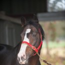 삼관목장 이미지