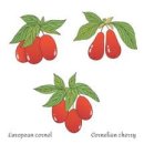 백삼농장 이미지