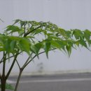 행복나무(Happy 이미지