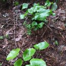 다래와 잣나무 이미지