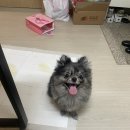 박지은펫살롱 이미지