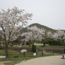 벚나무길 이미지