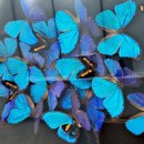 곤충생태관_4 이미지