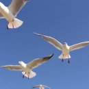 부산갈매기 이미지