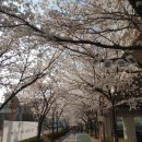 아산시노인종합복지관 | 아산 온양온천역 벚꽃 명소 걷기 좋은 산책길 아산 숨은 벚꽃길 후기