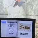 10월 4주 동물체험활동 🦎 "눈알무늬 도마뱀" 🌿👀 이미지