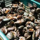 꼬마 간장게장 이미지