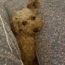 크리스타일 | 상무지구애견미용 꼼꼼한 케어 스트레스 없는 미용 크리스타일 스포팅 후기