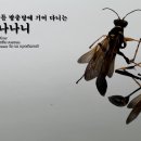 「곤충ノ파충」 아파트 외창 창틀 방충망에 기어 다니는 수컷 애황나나니 이미지