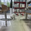로이동물병원 이미지
