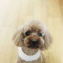 묭