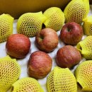 각골농장 | 사과선물세트 지리산함양명품사과 꿀사과 맛있는사과 추천