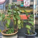 합천제일국밥 이미지