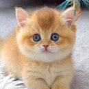 캣스토리 이미지