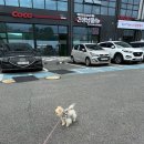 밀크숑 애견샵 | 파주 애견용품 추천 <견생냥품 24시 무인펫샵 파주 문산수타운점> 후기