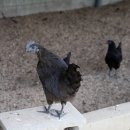 지산농원 이미지