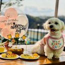 보배정 - 창원시 진해구 | 애견펜션 연천펜션 강아지펜션 강아지생일파티 "또또멍1호점" 더블스테이 애견펜션후기