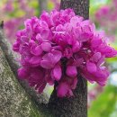 4월에 분홍꽃의 박태기 나무. 이미지