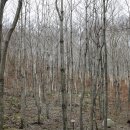 11월 5일 김천 치유의 숲을 찾아서 - 자작나무숲, 그리고 닥터 지바고 이미지