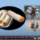 멕시코김밥브리또