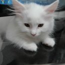 여의도 동물병원 은하점 이미지