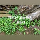 노지 자연산 고들빼기(꼬들빼기) 예약주문 받습니다. 내일부터 순차발송 이미지