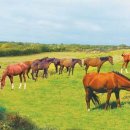 대우목장 이미지