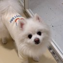 안녕, 그루밍 | [아라역 모모그루밍] 검단신도시애견미용 가위컷 후기