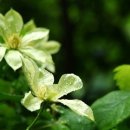 이영춘「들풀」 이미지