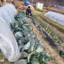 솔안농장 이미지