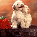 강아지그림 이미지