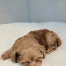 골드퍼피동물병원 공릉점 이미지