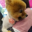 THE예쁘개 이미지