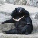곰곰 이미지