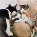 드럼통고양이 이미지