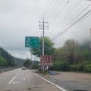 도그바라기 이미지