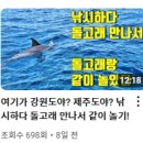강릉 바다에서 돌고래 조우! 시노보 선외기+바다로요트 곰보트 낚시 출조 후기