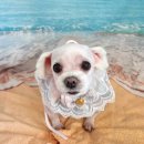 댕댕아야옹 이미지