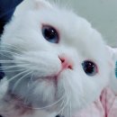 BOB애완용품백화점, 명장동 펫 할인점 고양이간식쇼핑!!
