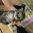 고양이숲 이미지