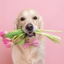 사람과애견 이미지