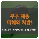 부추의 해충(파좀나방, 파잎벌레, 뿌리응애) 피해와 처방!