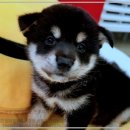 펫365 강아지분양 고양이분양 전주본점 | 펫365 강아지분양 고양이분양, 전주에서 믿을 만한 반려동물분양 전문점!