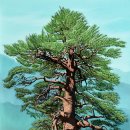 울진소나무 이미지