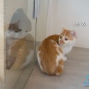 수원 오즈동물병원 이미지